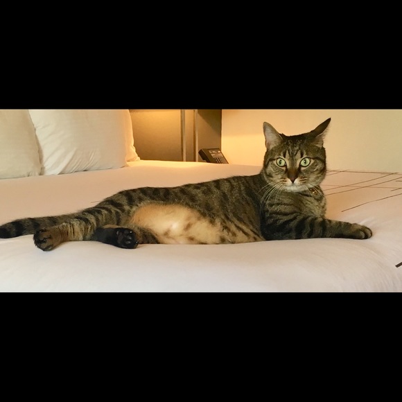 Meet your Posher, Gwen - Picture 1 of 1